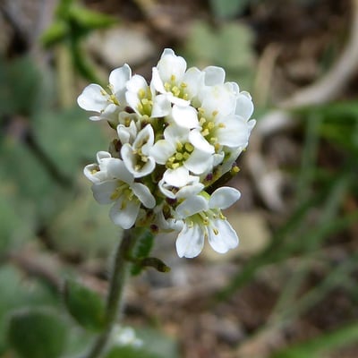 Arabis ciliata — flower