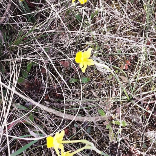 Narcissus bulbocodium — flower