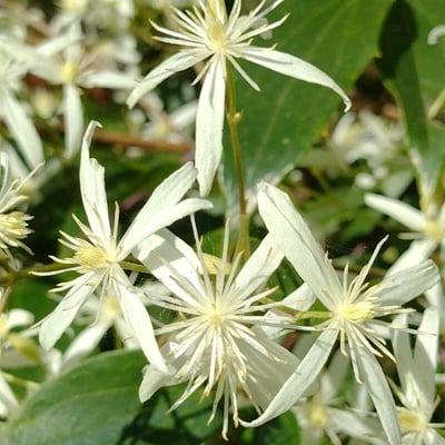 Clematis glycinoides — flower