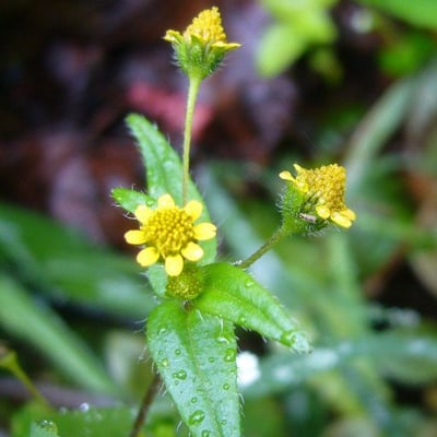 Jaegeria hirta — flower