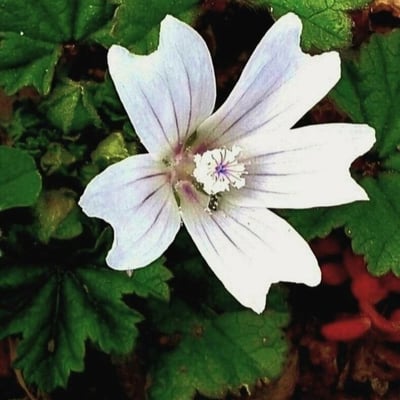 Malva parviflora — flower