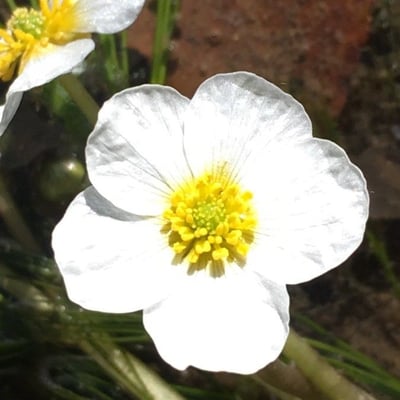 Ranunculus fluitans — flower