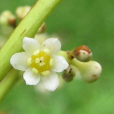 Ocotea puberula — flower