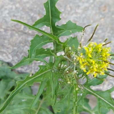 Sisymbrium irio — flower