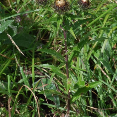 Carlina biebersteinii — flower