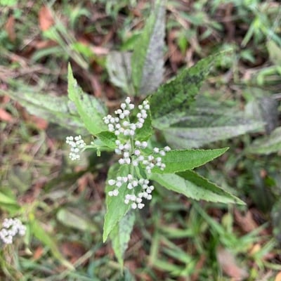 Cryptotaenia canadensis — flower