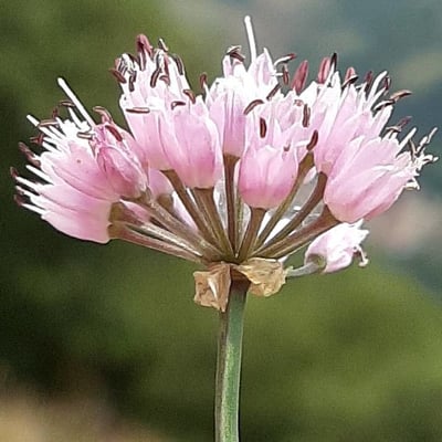 Allium lusitanicum — flower