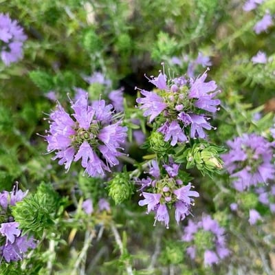 Thymbra capitata — flower