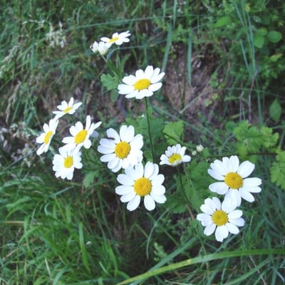 Tanacetum parthenium — flower