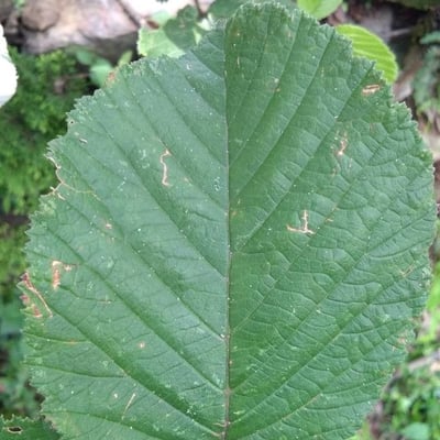 Rubus ellipticus — leaf