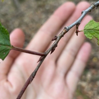 Prunus americana — leaf