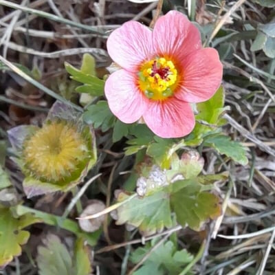 Modiola caroliniana — flower