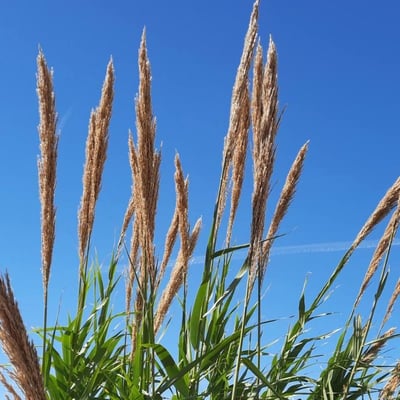 Arundo donax — flower