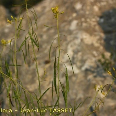 Diplotaxis harra — flower