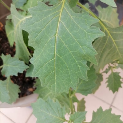 Solanum nigrescens — leaf