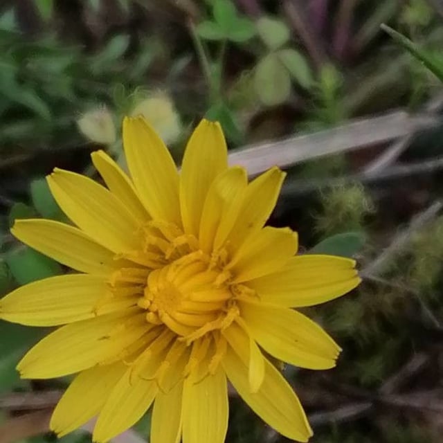 Taraxacum erythrospermum — flower