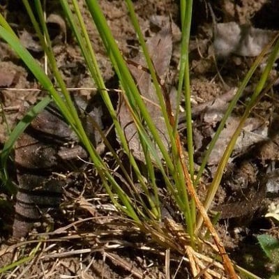 Agrostis hyemalis — habit