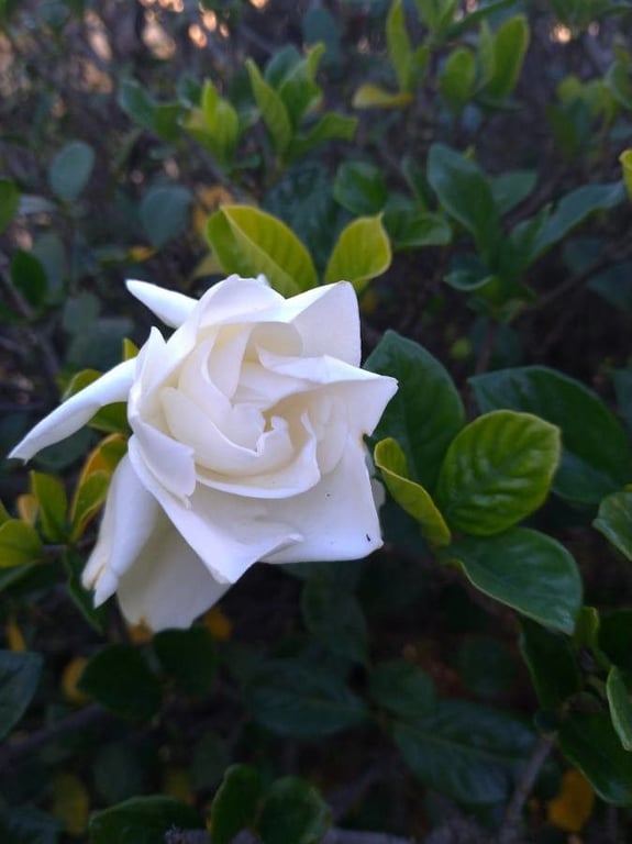 Cape jasmine
