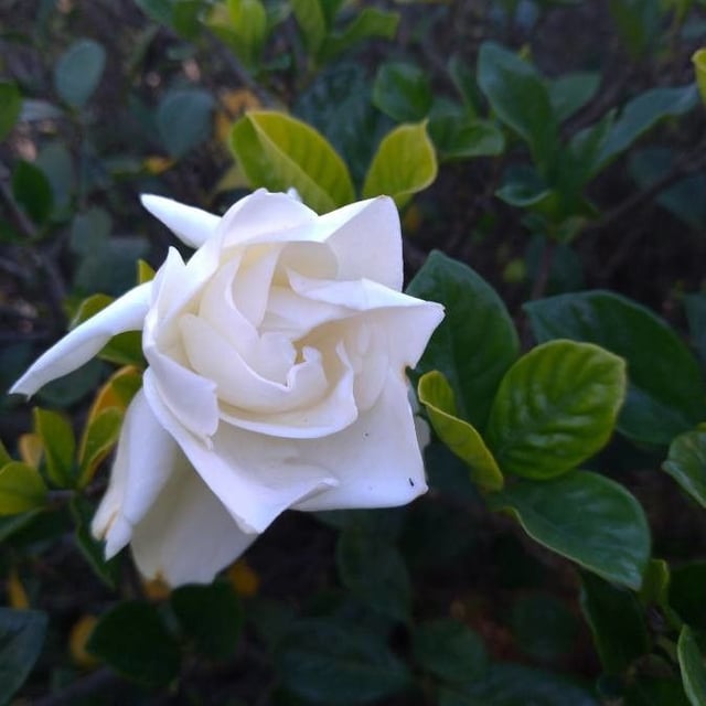 Gardenia jasminoides — flower