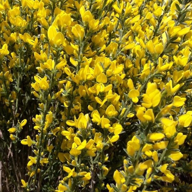 Genista cinerea — flower