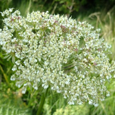 Laserpitium halleri — flower