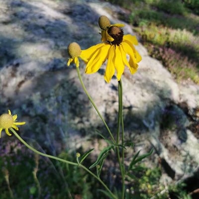 Ratibida pinnata — flower