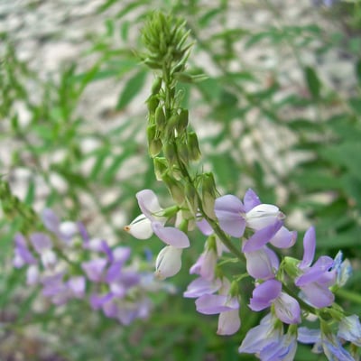 Galega officinalis — flower