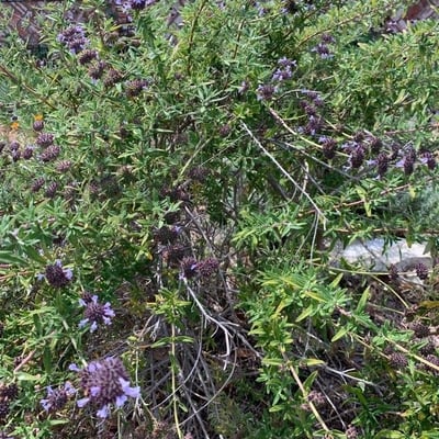 Salvia mellifera — flower