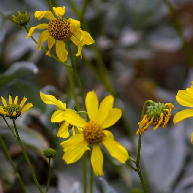 Encelia farinosa — flower