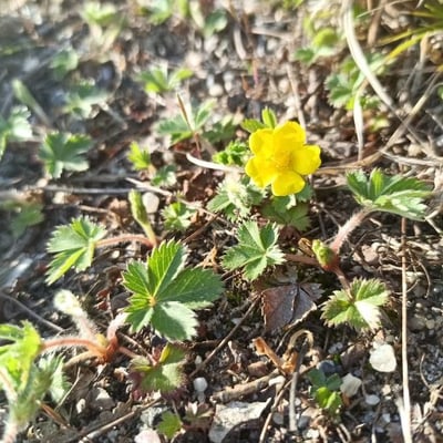 Potentilla canadensis — flower