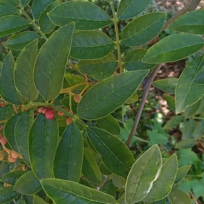 Zanthoxylum americanum — leaf