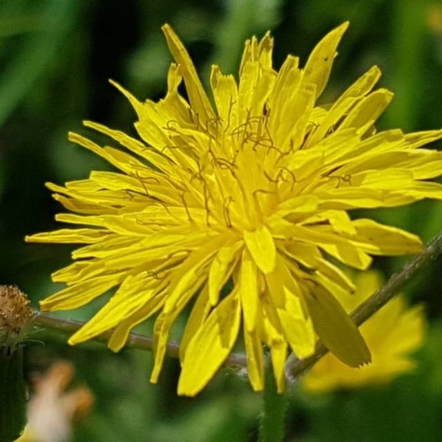 Crepis sancta — flower
