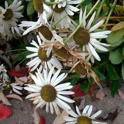 Symphyotrichum lanceolatum — flower