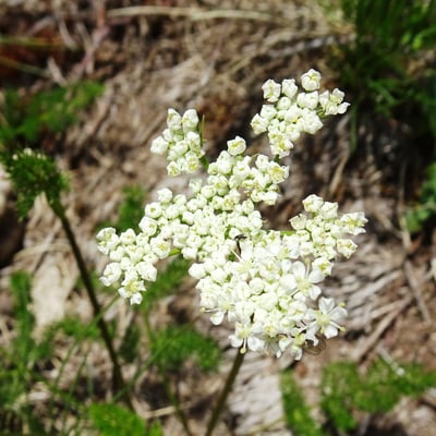 Meum athamanticum — flower