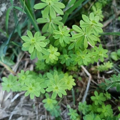 Galium sylvaticum — flower
