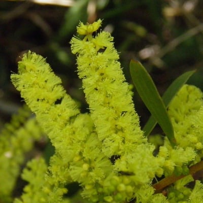 Acacia longifolia — flower
