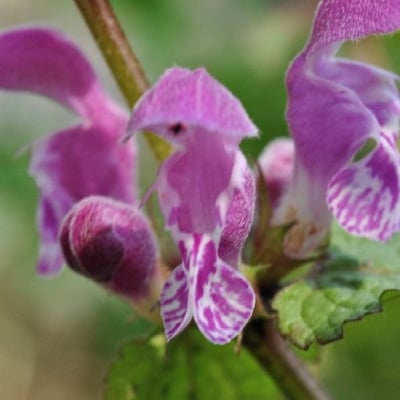 Lamium maculatum — flower