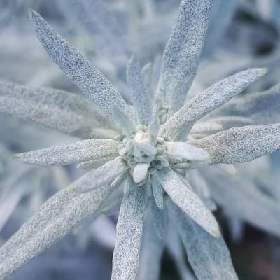 Artemisia ludoviciana — flower