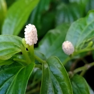 Piper sarmentosum — flower