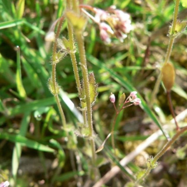 Draba muralis — flower