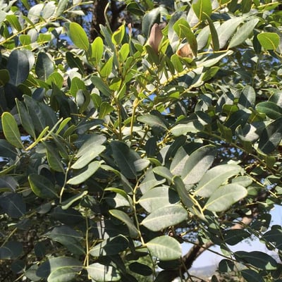 Burkea africana — leaf