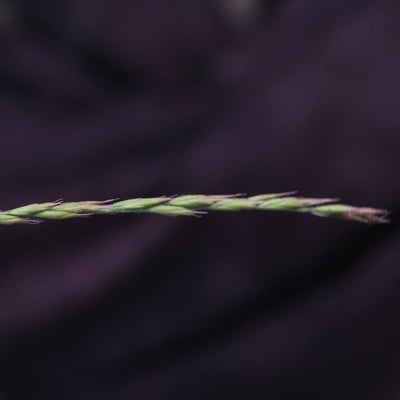 Festuca lemanii — flower