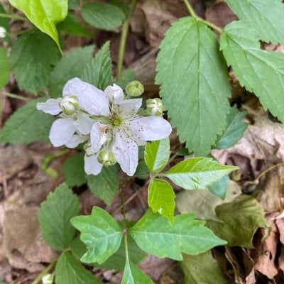 Rubus flagellaris — flower