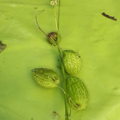 Echinocystis lobata — flower