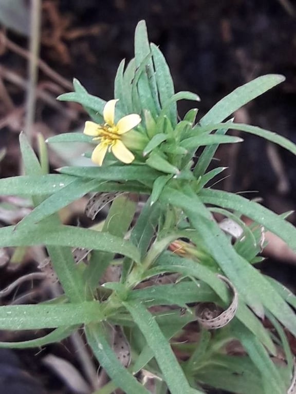 Tropical chinchweed