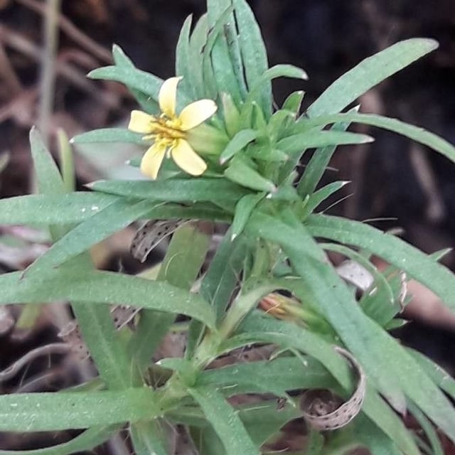 Tropical chinchweed