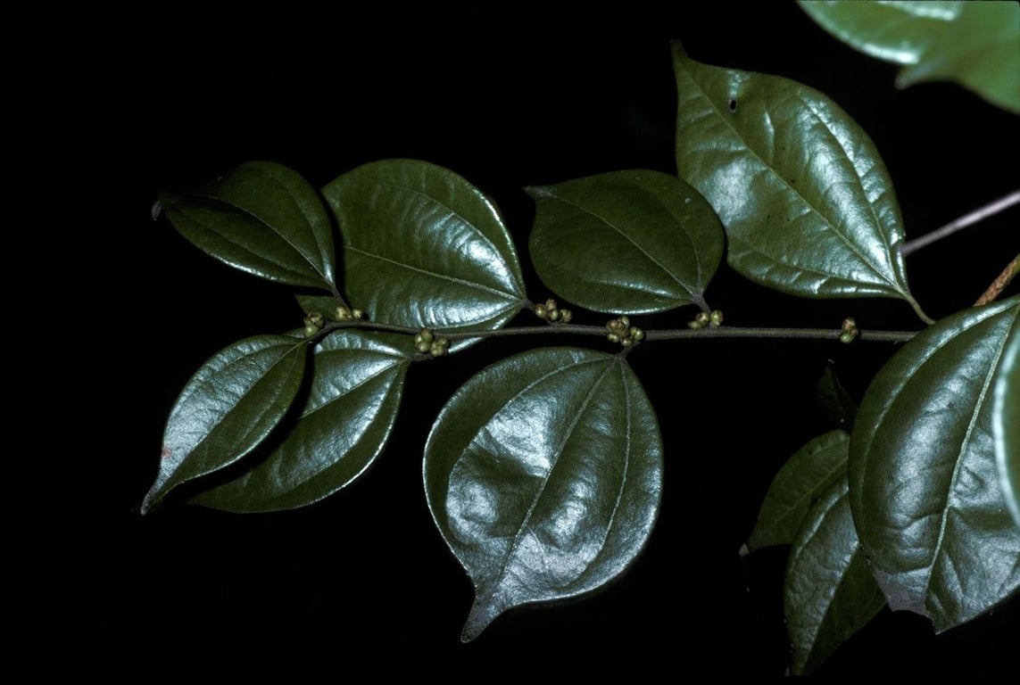 Lindera aggregata