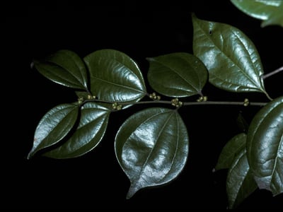 Lindera aggregata