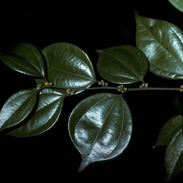 Lindera aggregata