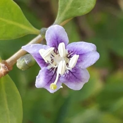 Lycium barbarum — flower